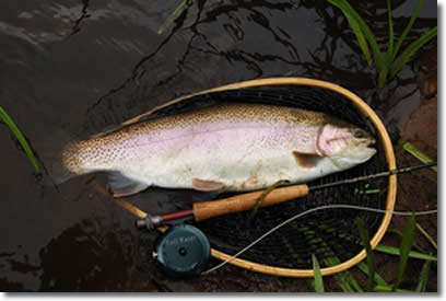 Fly fishing trophy trout